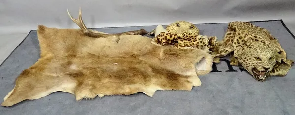 'Taxidermy', two early 20th century leopard skins, 160cm long (a.f.), and reindeer pelt, 120cm long, and an antler. (4)