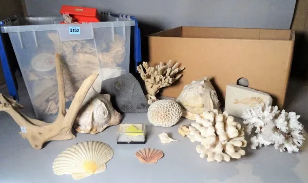 A large quantity of mostly shells, geological samples and fossils. (qty)