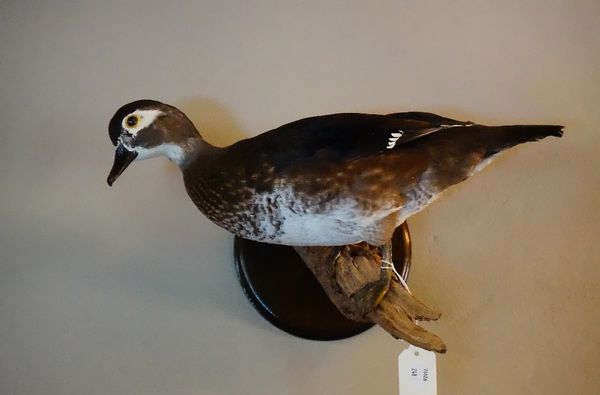 A taxidermy duck, perched on a branch, mounted on a circular back plate.