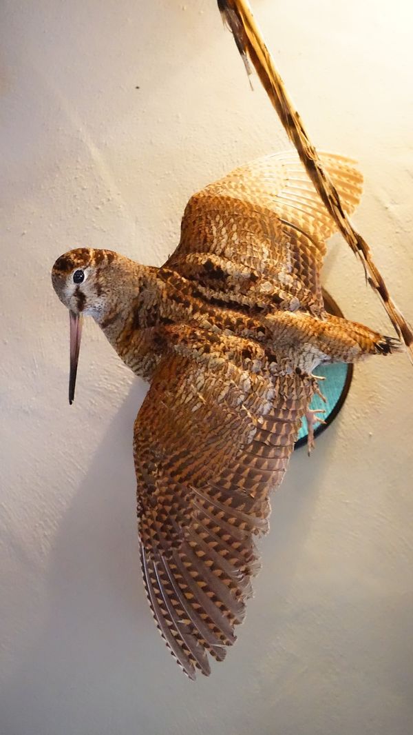 A taxidermy woodcock, mounted on a wooden back plate.