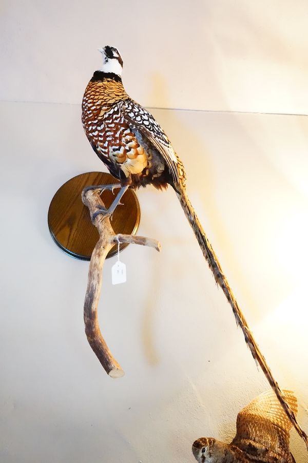 A taxidermy pheasant, mounted on a branch, on a wooden back plate.