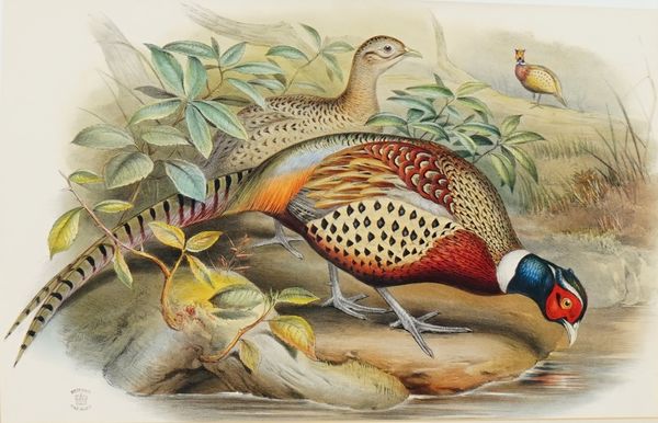 A reproduction print of pheasants, 36 x 53.5cm.