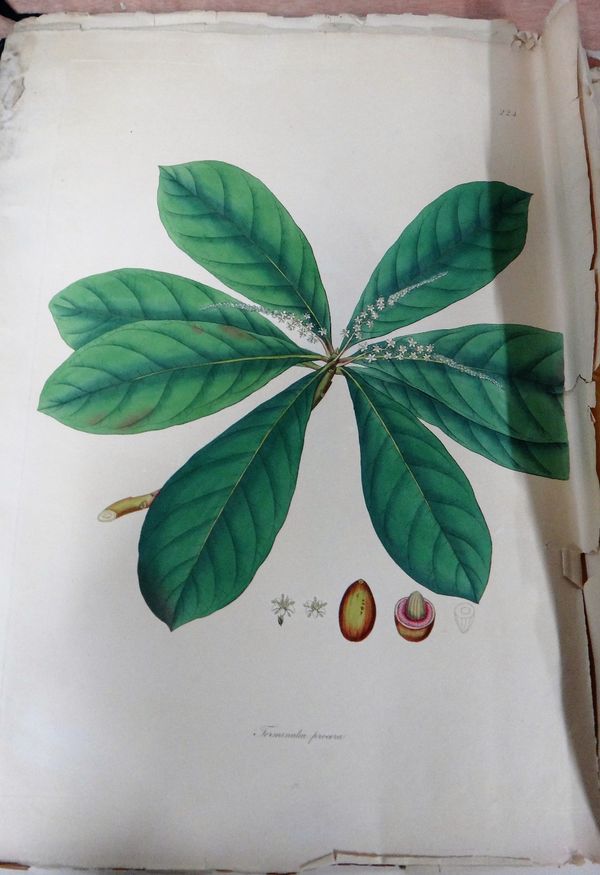 A folio of assorted botanical prints and engravings with hand colouring.(folio) CAB