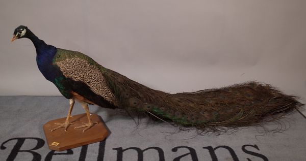 Taxidermy; a 20th century peacock on a hardwood plinth base, 150cm long x 48cm high.  A2