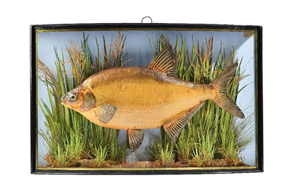 Taxidermy; J. Cooper & Sons, stuffed bream, mounted against a naturalistic backdrop in a glazed bowfront case J. Cooper and sons trade table within, c