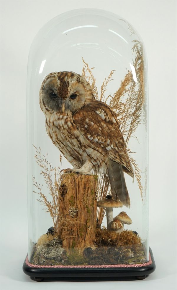 Taxidermy; a stuffed owl mounted under a glass dome, raised on a log with mushrooms and insects beneath, 57cm high, (a.f.).