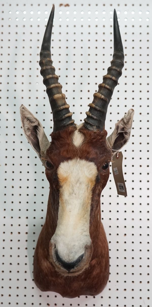 Taxidermy; a stuffed Blesbok head and horns with wooden base, 84cm high.