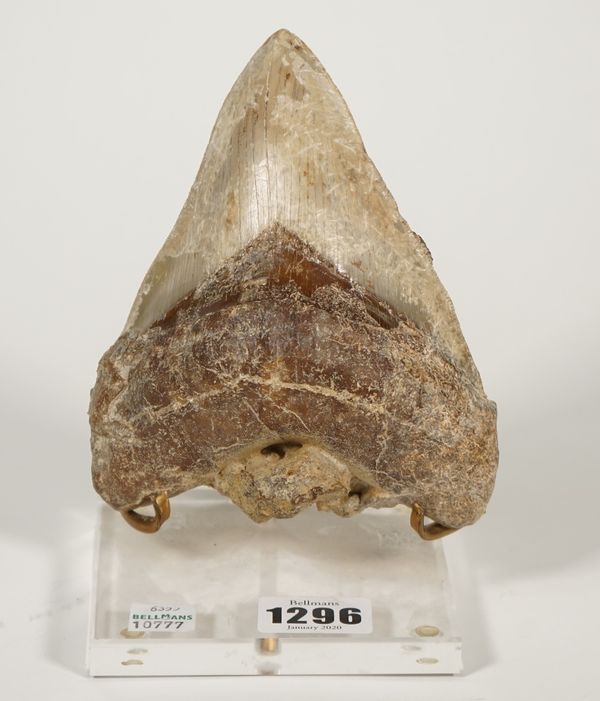 A large prehistoric sharks tooth on a later perspex and metal stand, tooth 13.5cm high.