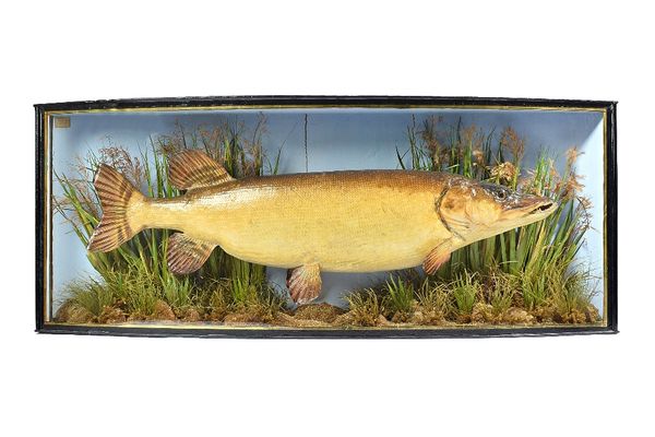 Taxidermy, J. Cooper & Sons, a pike, 19th century, set against a naturalistic backdrop in a glazed bowfront case with trade label to the interior, 113