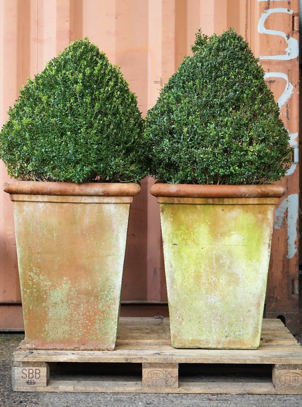 A pair of terracotta tapering square jardinieres planted with box hedging, the jardinieres 55cm wide x 70cm high, (2).