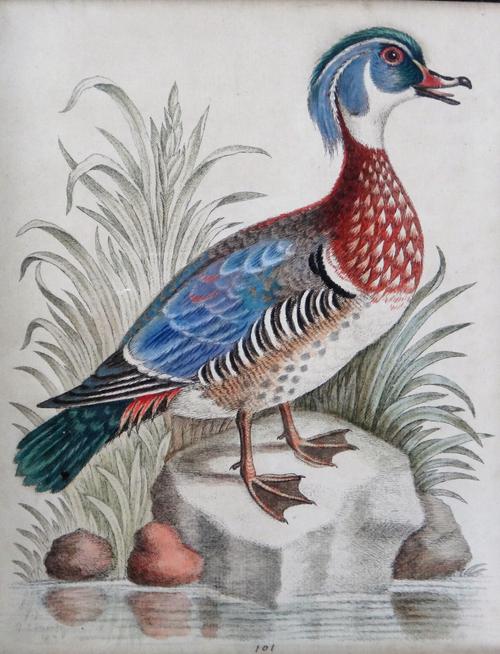 After George Edwards, Bird studies, a set of four engravings with hand colouring, each 23.5cm x 18.5cm, (4).