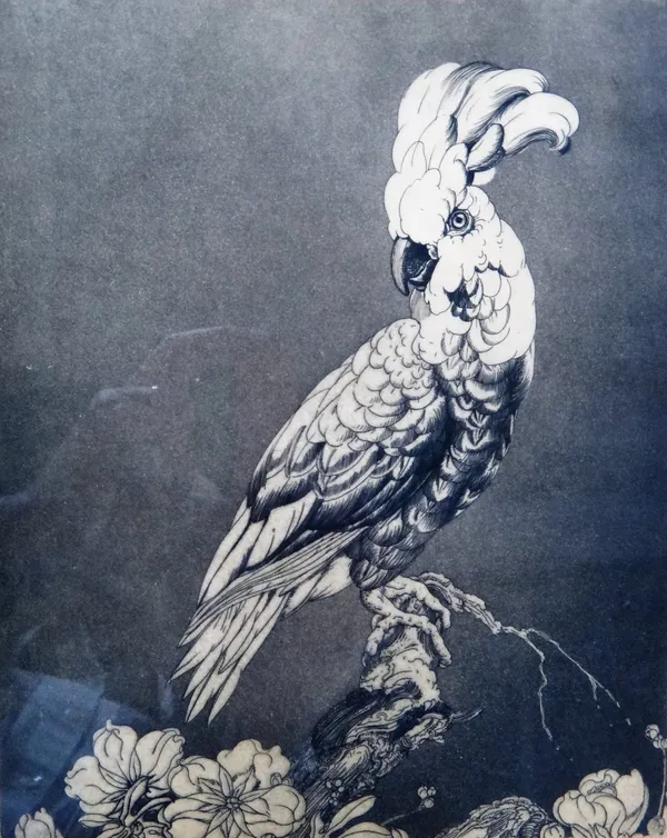 Edward Julius Detmold (1883-1957), Cockatoo, etching, signed in pencil, 25.5cm x 20.5cm. ARR