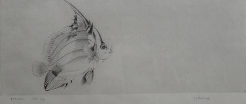 Edward Julius Detmold (1883-1957), Fish, etching, signed in pencil, 15cm x 32cm. ARR
