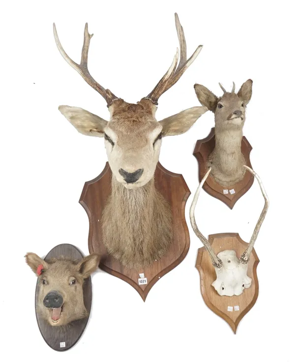 Taxidermy; a stag's head mounted on an oak shield shaped plaque, 64cm protrusion, a small stag's head mount, a boar and a set of antlers, all mounted