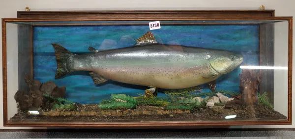 'Taxidermy', a mid-20th century wall mounted cased trout, 94cm wide x 42cm high.