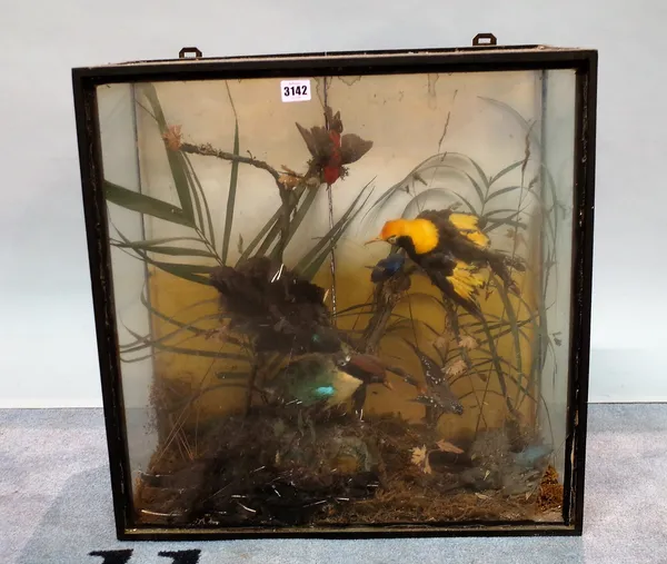 'Taxidermy' various exotic birds, cased, (a.f.), 57cm wide x 57cm high.