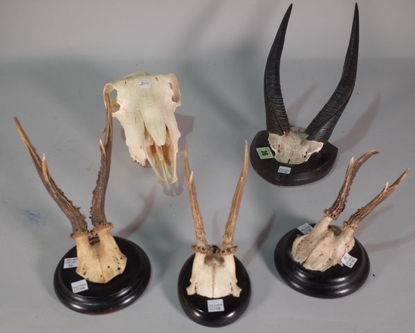 Three small deer horns mounted on ebonised wooden plaques, another larger pair of mounted horns, possibly a kudu, an animal skull and two 19th century