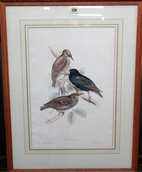 After J & E Gould, Bifasciated Lark; Black Wheater; Pied Flycatcher; Pied Wagtail; Woodlark; Starling; Pallas's Watyer Ouzel; Dalmation Regulus; Natte