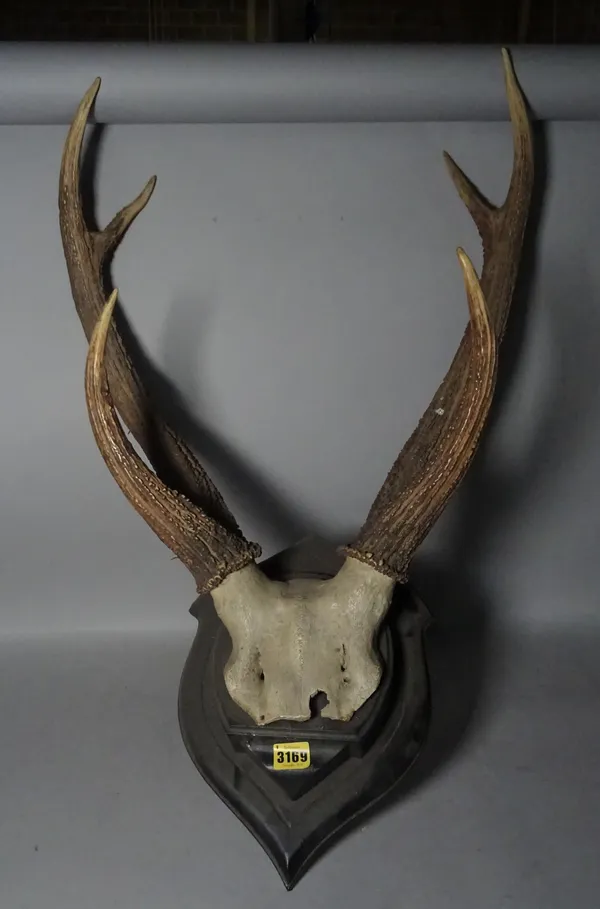 Taxidermy, a modern set of mounted deer antlers, 20cm wide x 70cm high.