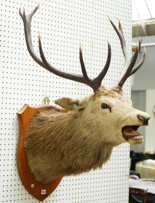 Taxidermy; a red deer stag's head mounted on an oak shield, detailed 'H.B.S 1933', 101cm high.