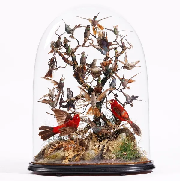 Taxidermy: a group of twenty five hummingbirds and two red tanagers, 19th century, displayed on a naturalistic branch, under a glass dome with paper l