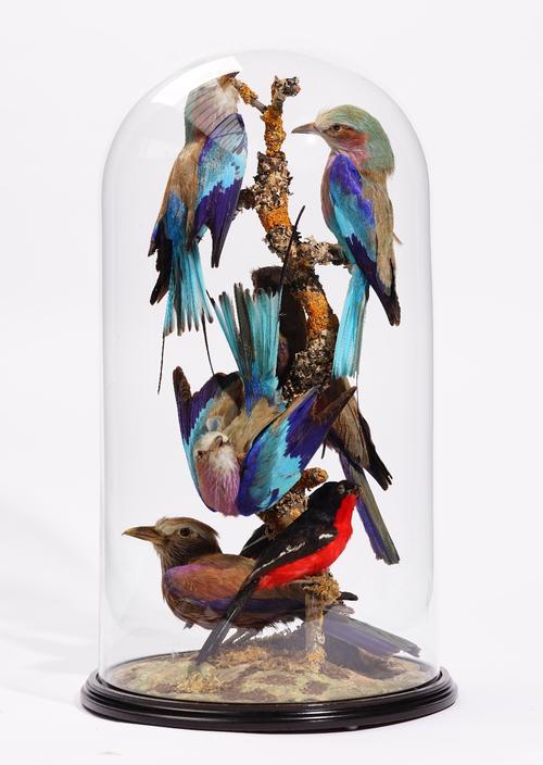 Taxidermy: three lilac breasted rollers, a pair of purple rollers and a pair of crimson breasted gonoleks, displayed on a naturalisitc branch, under a
