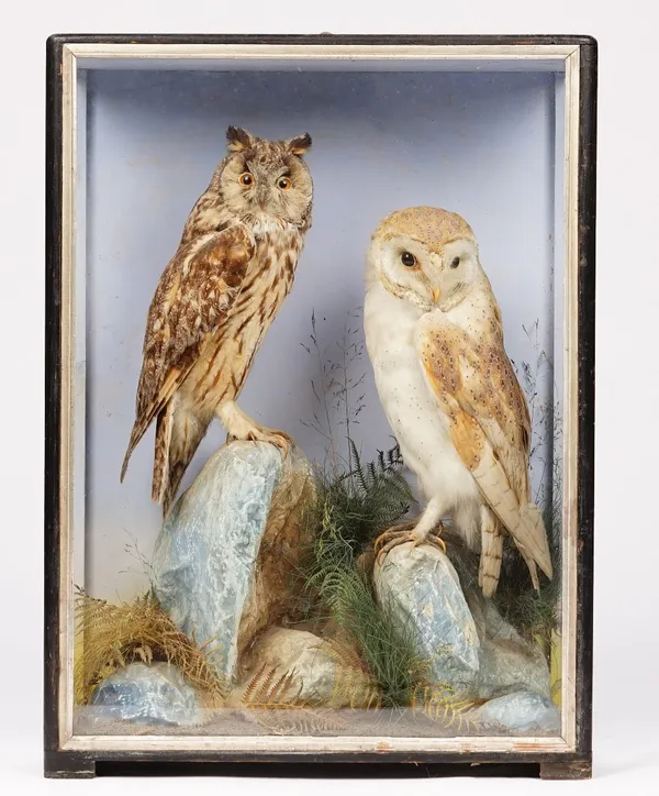 Taxidermy: a barn owl and a long eared owl, in a naturalistic landscape, contained in a glazed case, probably by Hutchings of Aberswyth, early 20th ce