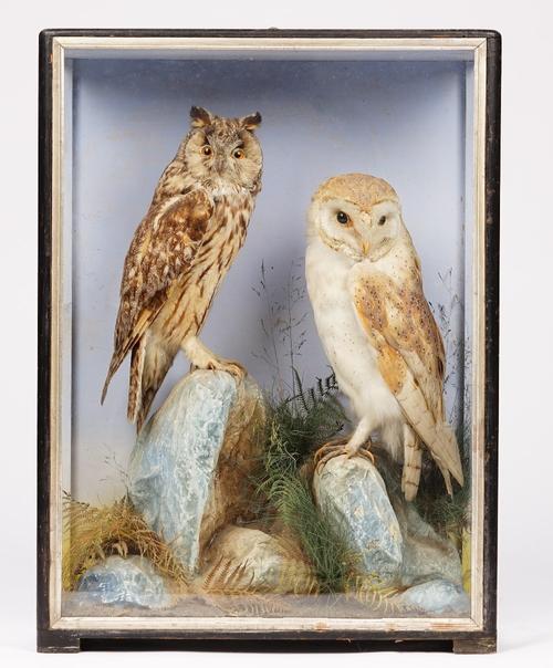 Taxidermy: a barn owl and a long eared owl, in a naturalistic landscape, contained in a glazed case, probably by Hutchings of Aberswyth, early 20th ce