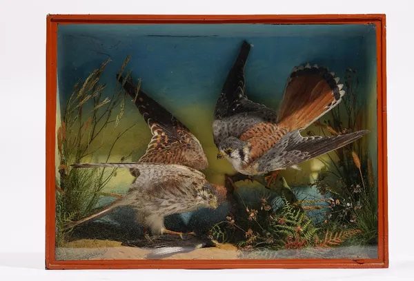 Taxidermy: a pair of merlin, displayed in a naturalistic landscape, contained in a glazed case with James Gardner Taxidermist label to the reverse, ea