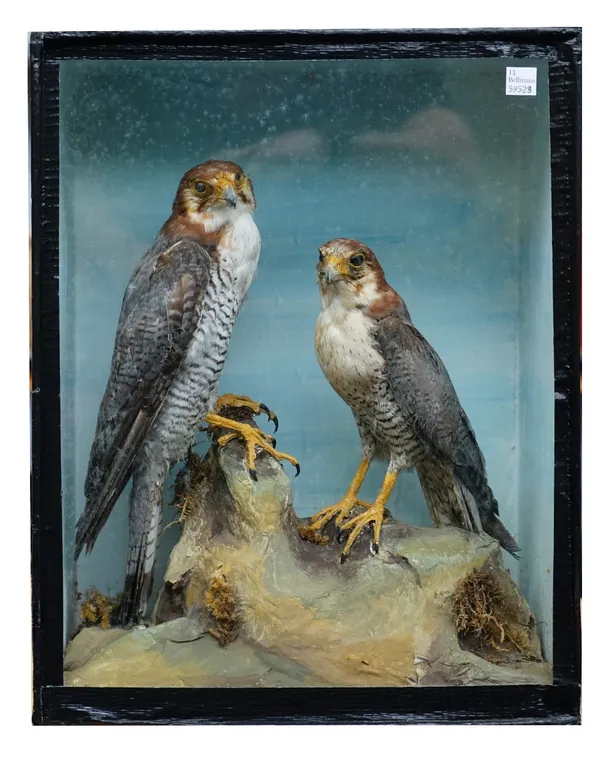 Taxidermy: a pair of red headed merlin, displayed in a naturalistic landscape, contained in a glazed case, early 20th century, 42cm high, 33cm wide an