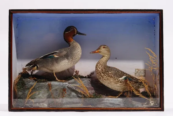 Taxidermy: a pair of teal, displayed in a naturalistic landscape, with paper label to the interior detailed 'Presented by Small & Son Edinburgh', cont