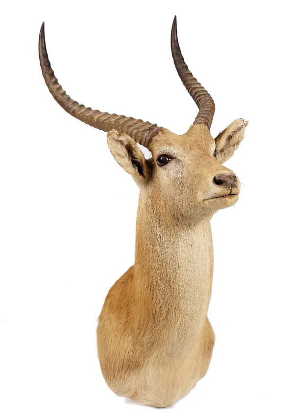 Taxidermy: a stuffed and mounted deer head and antlers, late 20th century, 98cm high.