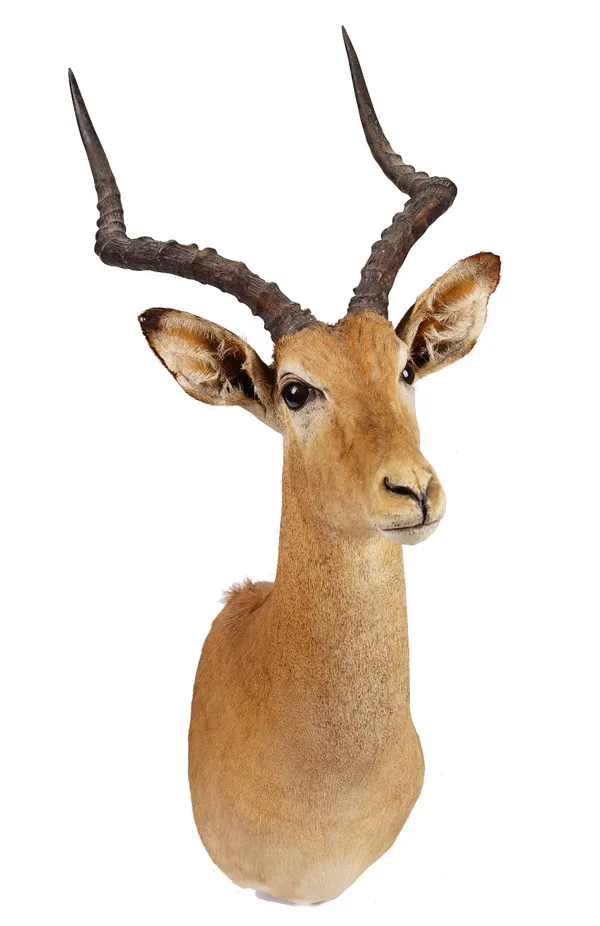 Taxidermy: a stuffed and mounted deer head and antlers, late 20th century, 84cm high.