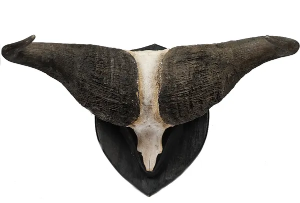 Taxidermy: a shield mounted pair of water buffalo horns, 100cm wide.