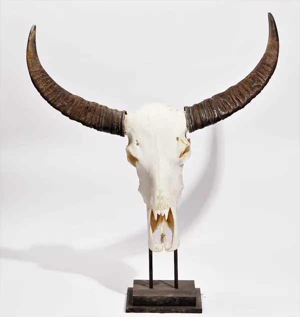 Taxidermy: a pair of cow horns, on a stepped square ebonised plinth, 90cm high x 81cm wide.