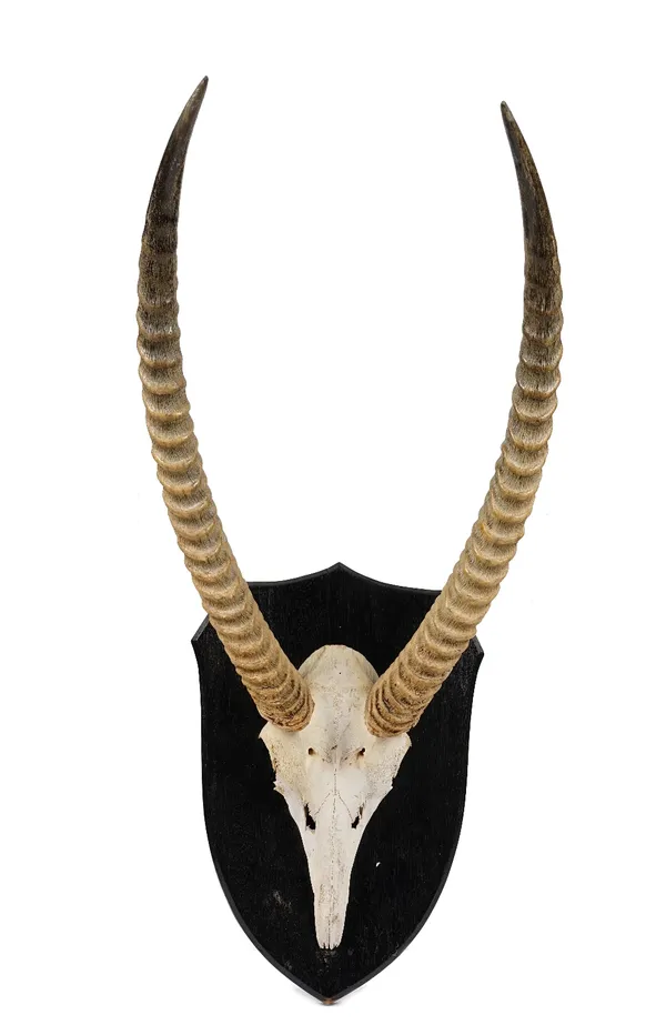 Taxidermy: a pair of shield mounted gazelle horns, 85cm high.