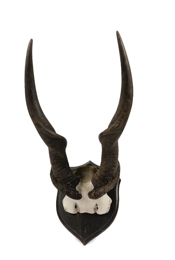 Taxidermy: a pair of shield mounted eland horns, 68cm high.