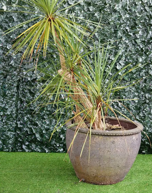 A set of three reconstituted stone circular jardinieres, planted with cordylines and American fan palms, 80cm diameter x 56cm high (3).