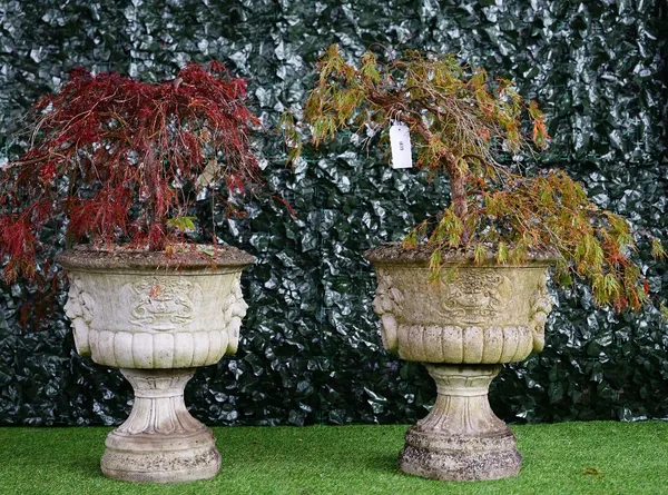 A pair of reconstituted stone planters with lion mask and ring handles on turned socles, 55cm wide x 65cm high, planted with mature acer trees.