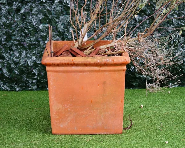 A set of three large terracotta square planters, planted with with rowan and tree-mallow, 65cm wide x 61cm high (3).