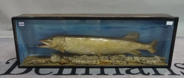 Taxidermy, an early 20th century stuffed pike in glazed case, 101cm wide x 35cm tall.