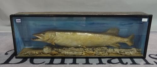 Taxidermy, an early 20th century stuffed pike in glazed case, 101cm wide x 35cm tall.