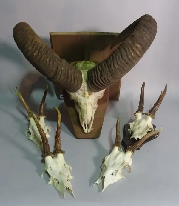 A mountian goat skull mounted on a plaque with horns, 38cm wide and four further mounted horn sets (5).