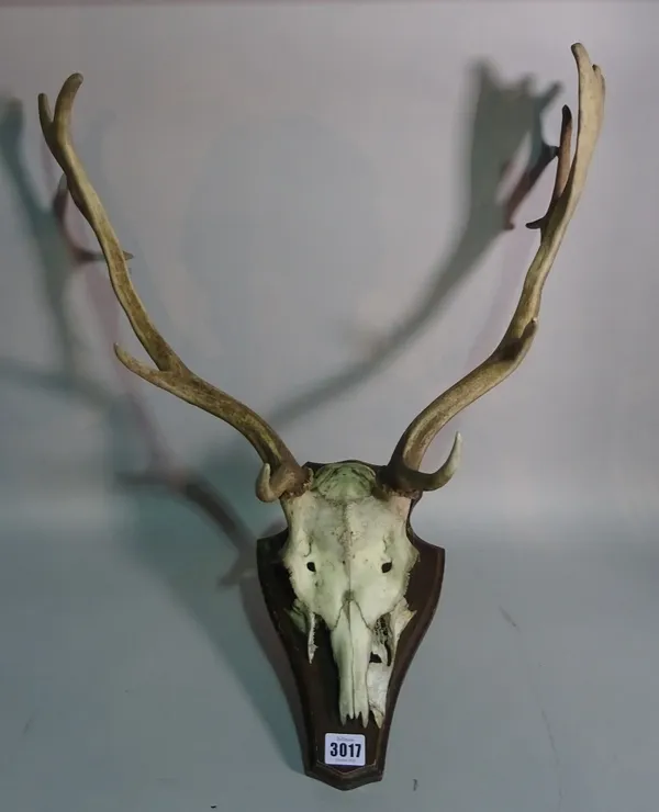 A set of mounted deer antlers with shield back plaque, 56cm wide x 39cm tall.