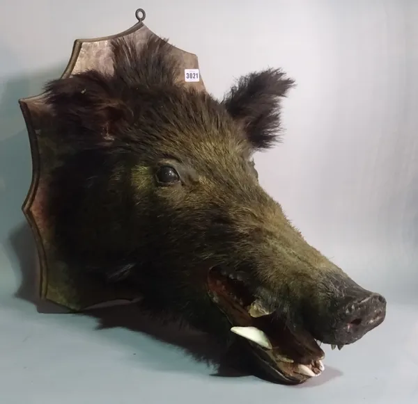 An early 20th century mounted boar's head on oak shield, 53cm tall x 44cm wide.