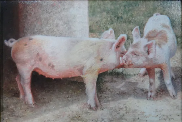 Edna Bizon (British b.1929), Young pigs, oil on canvas, signed, 18cm x 23.5cm. ARR