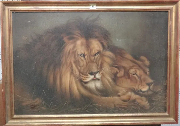 W. Thompson (early 20th century), after Géza Vastagh, Lions in repose, oil on canvas, signed and dated 1911, 50cm x 75cm.