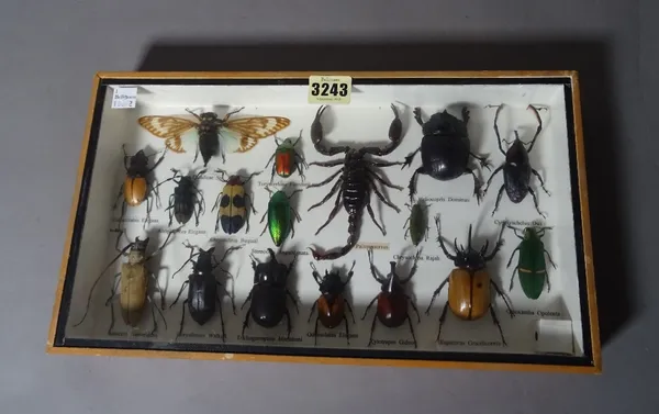 Taxidermy, a modern framed collection of beetles and insects, 35cm wide x 20cm high.