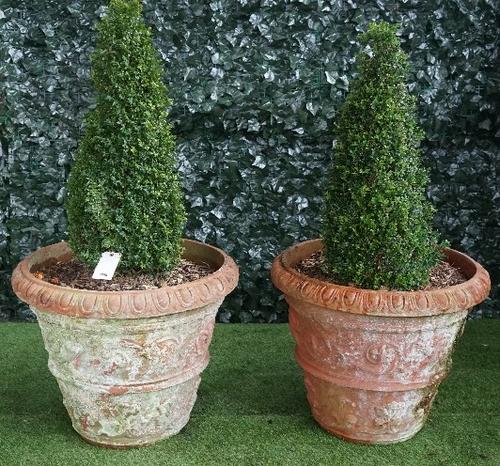 A pair of large terracotta jardinieres with egg and dart rim and floral chase body planted with conical box, 75cm diameter x 60cm high, (2).