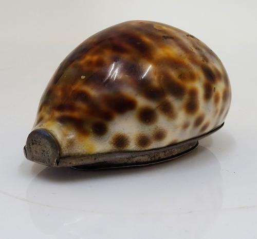 A silver coloured metal mounted snuff box, formed from a cowrie shell, the hinged cover monogram engraved, probably first quarter of the 19th...